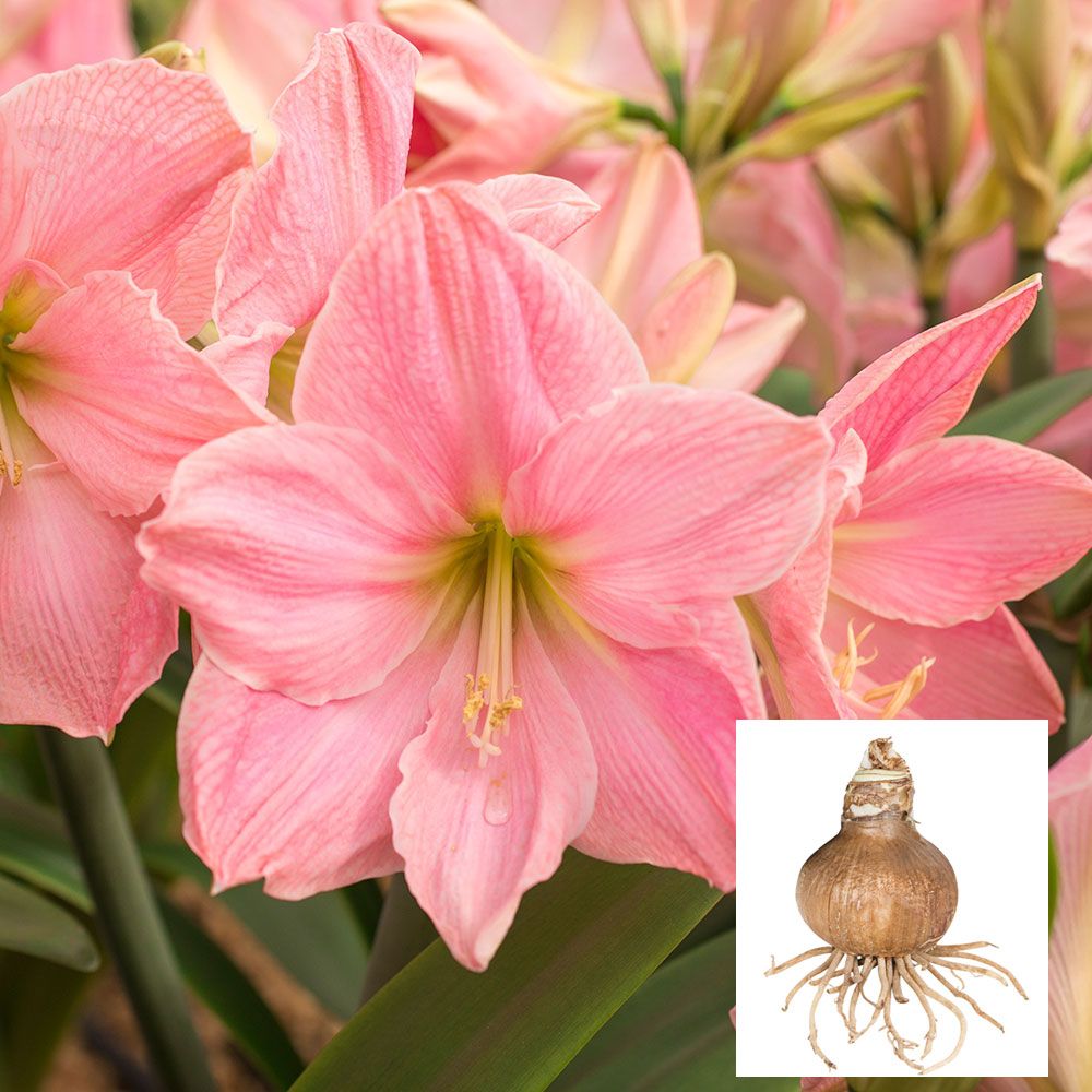 Amaryllis 'Sweet Star,' one bulb in linen bag