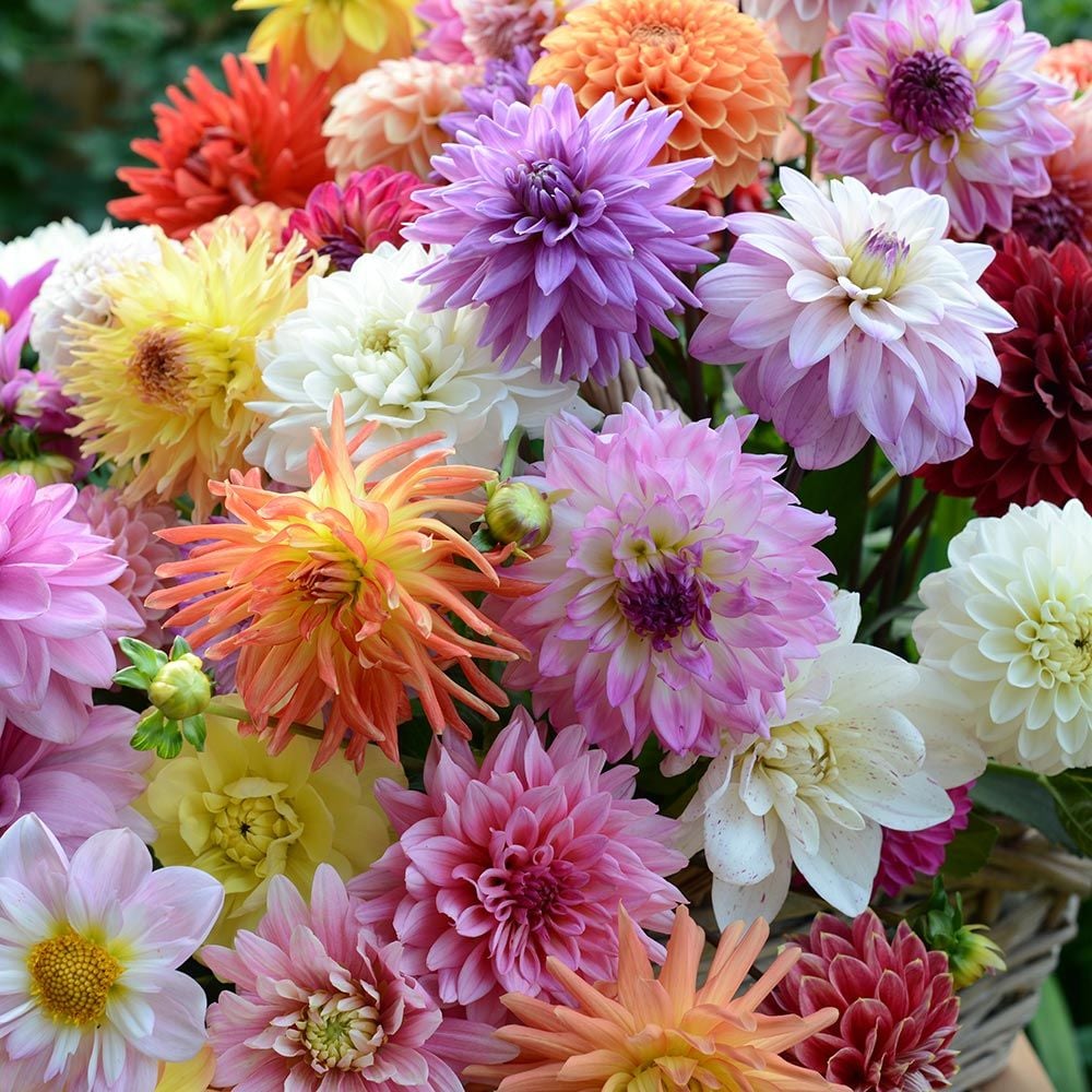 Summertime Splendor Dahlia Collection