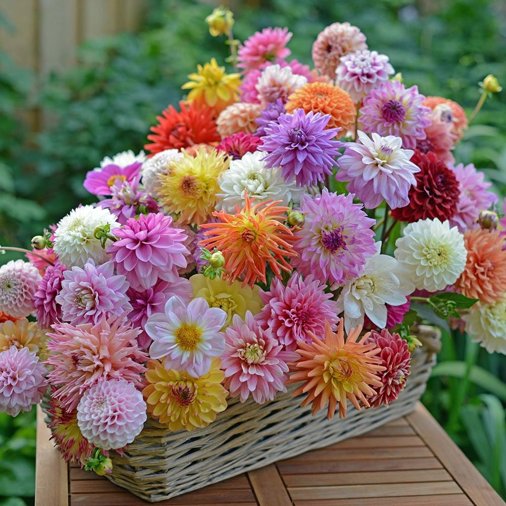 Summertime Splendor Dahlia Collection