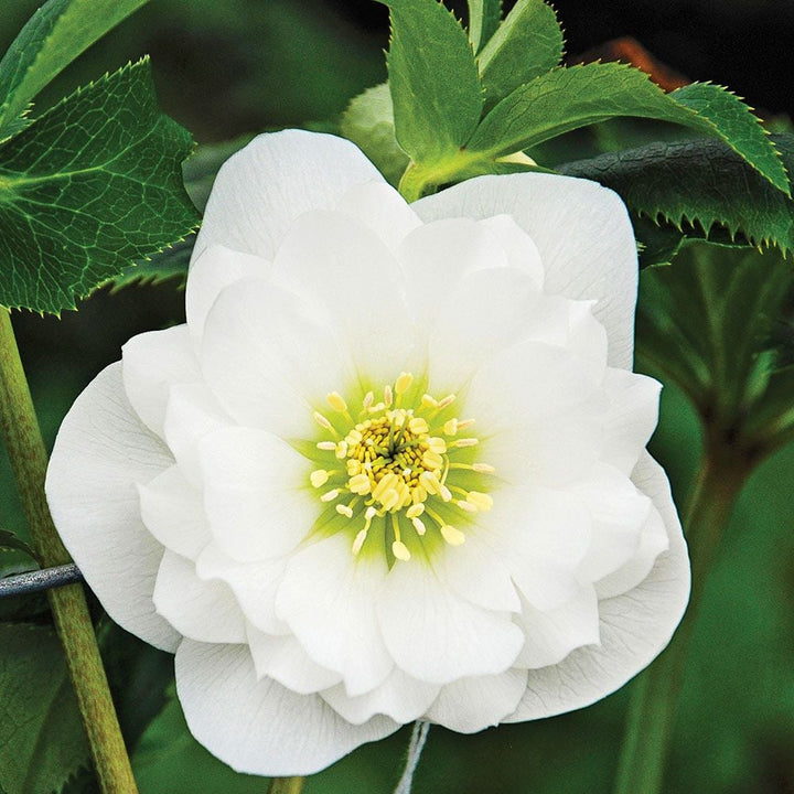 Helleborus Wedding Party® Mix