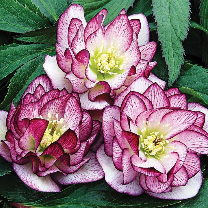 Helleborus Wedding Party® Mix