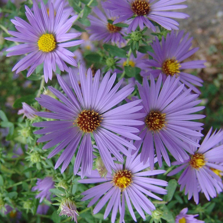 Symphyotrichum oblongifolium 'October Skies'