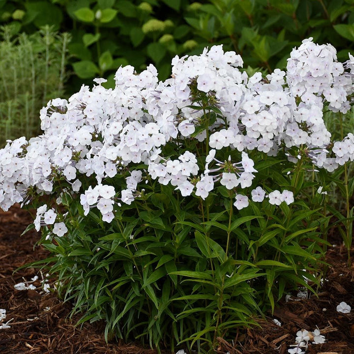 Phlox 'Fashionably Early Crystal'