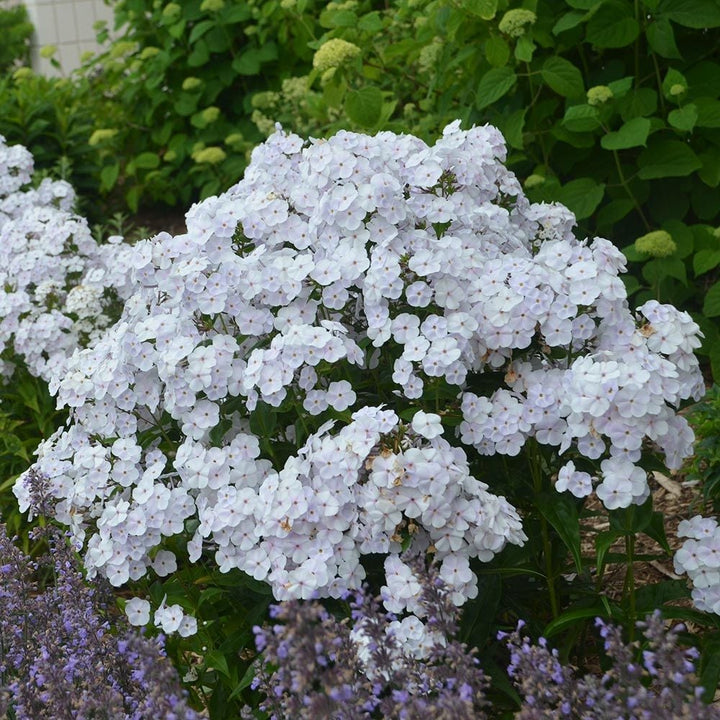 Phlox 'Fashionably Early Crystal'