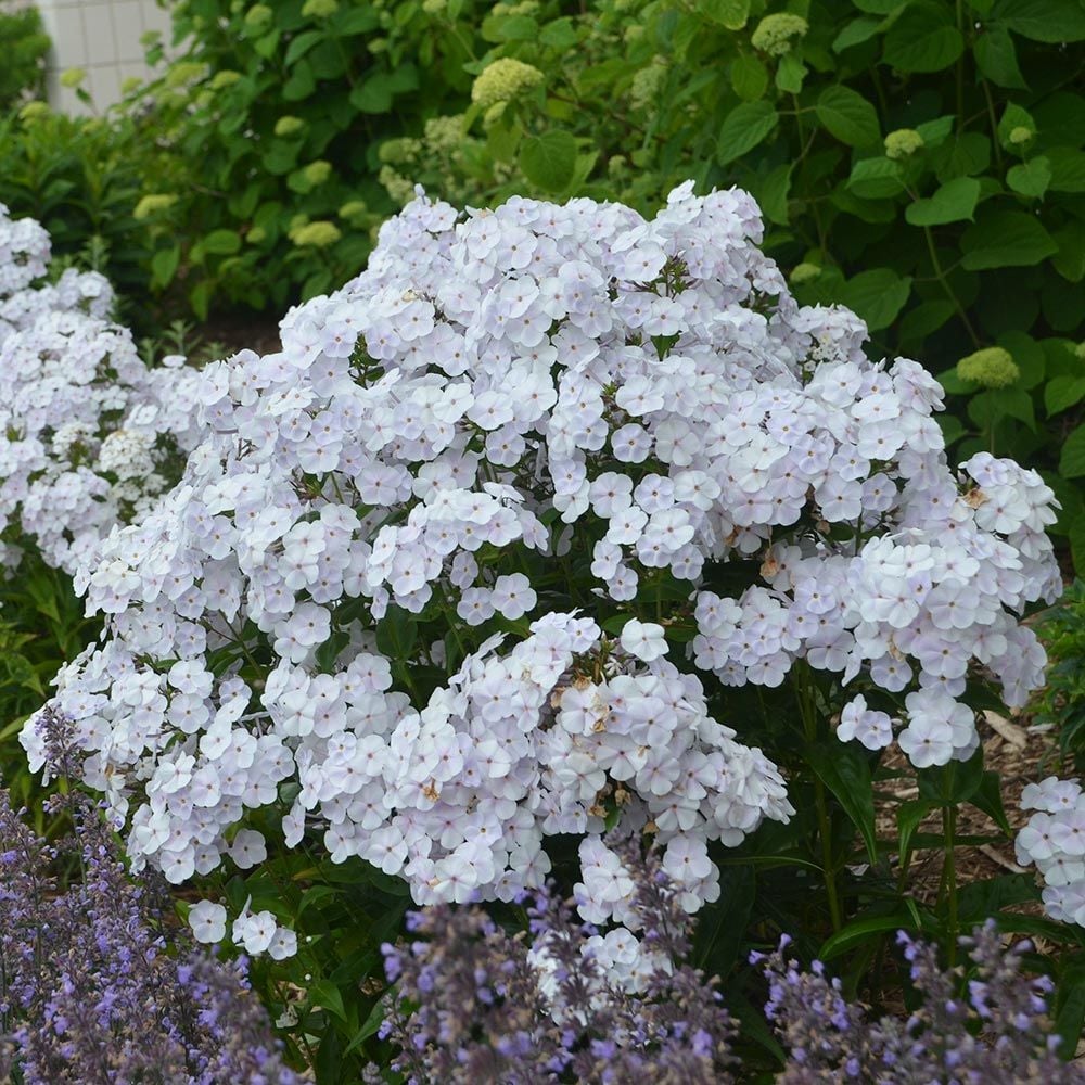 Butterfly Magnet Perennial Collection
