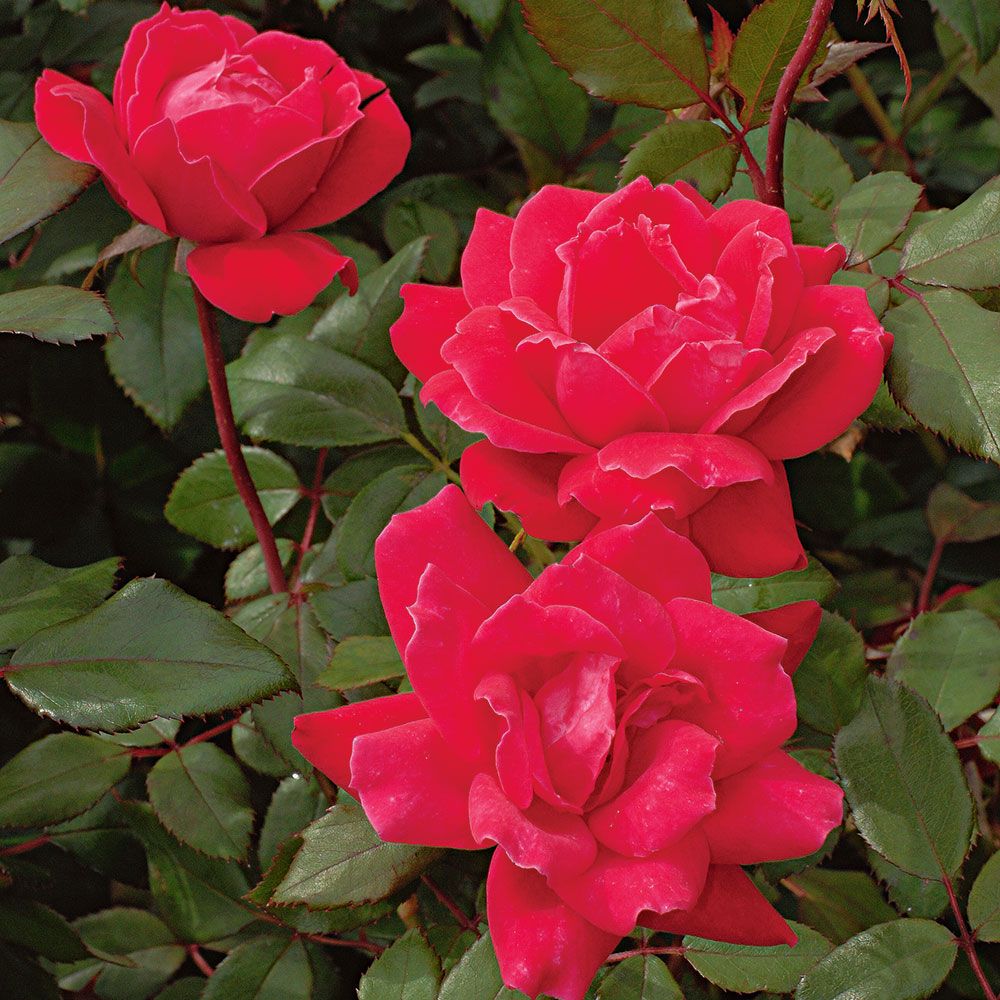 Rose Double Knock Out®