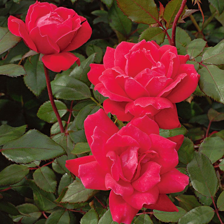 Rose Double Knock Out®