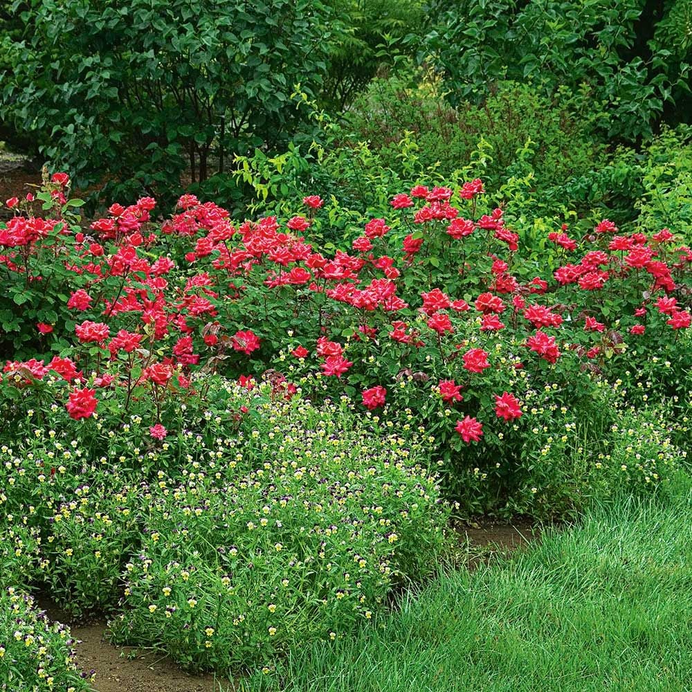 Rose Double Knock Out®