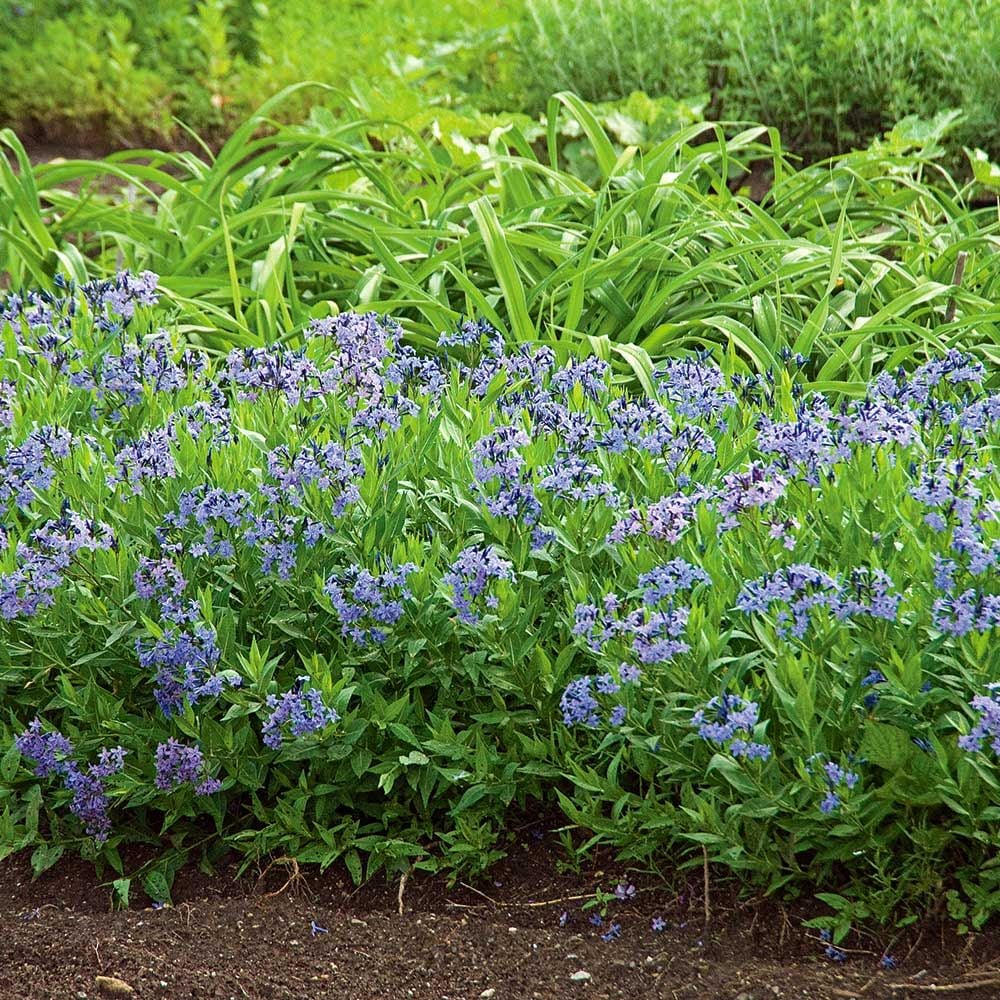 Amsonia 'Blue Ice'