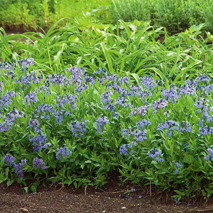 Amsonia 'Blue Ice'