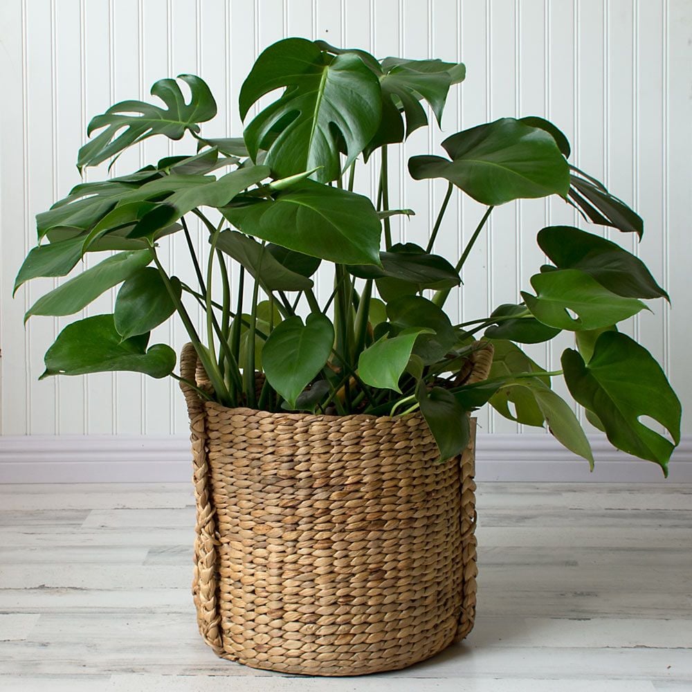 Split-Leaf Philodendron in Water Hyacinth basket