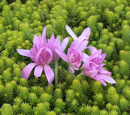 Colchicum 'Waterlily'