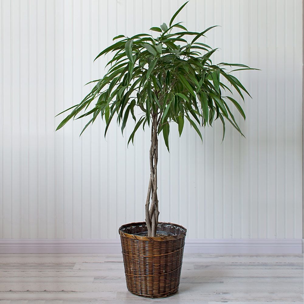 Banana-Leaf Fig in woven basket