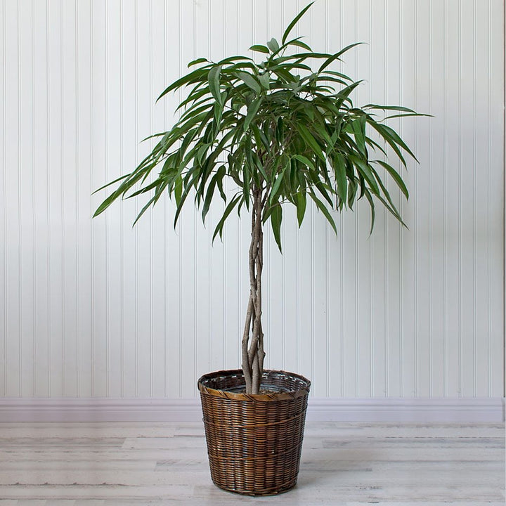 Banana-Leaf Fig in woven basket