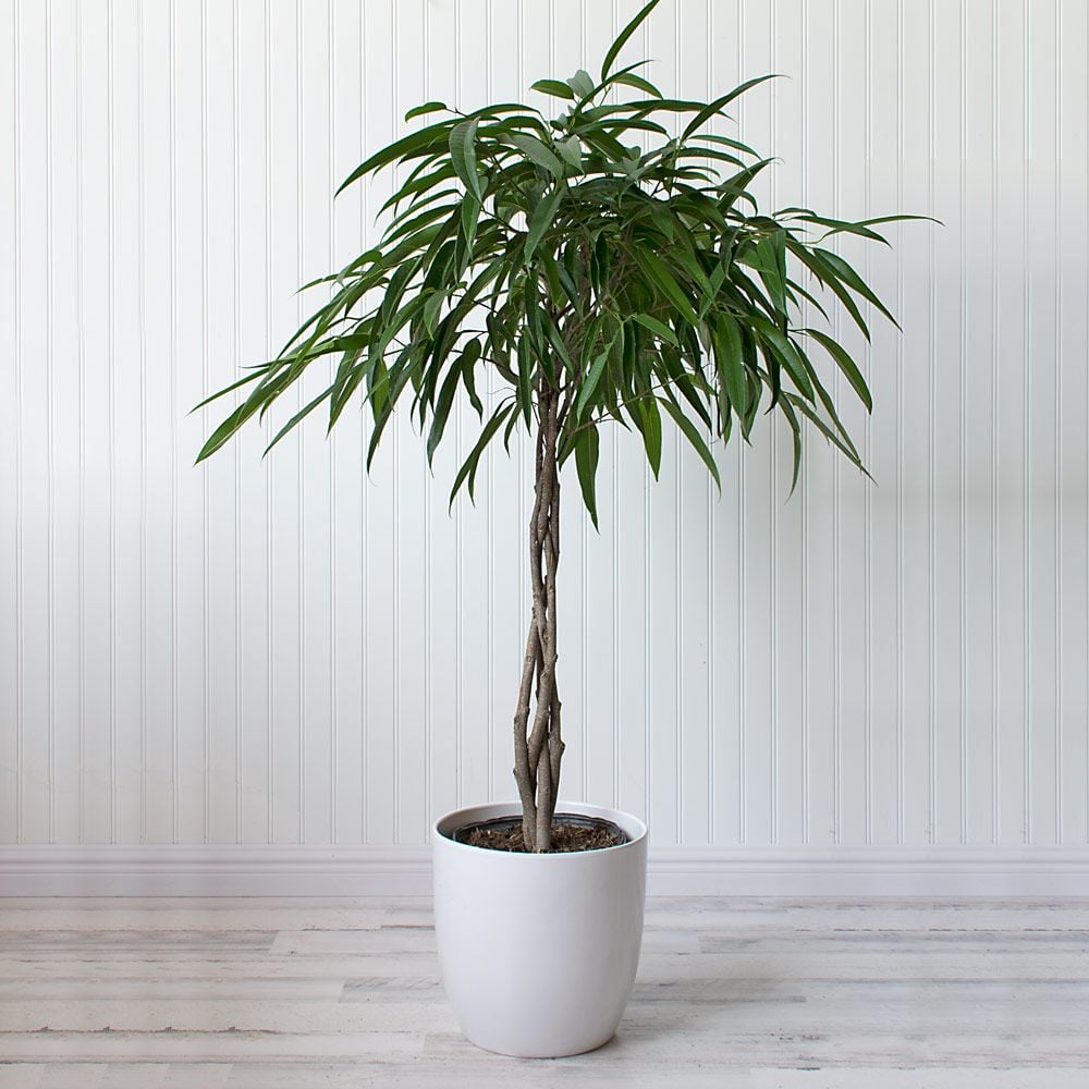 Banana-Leaf Fig in ceramic cachepot
