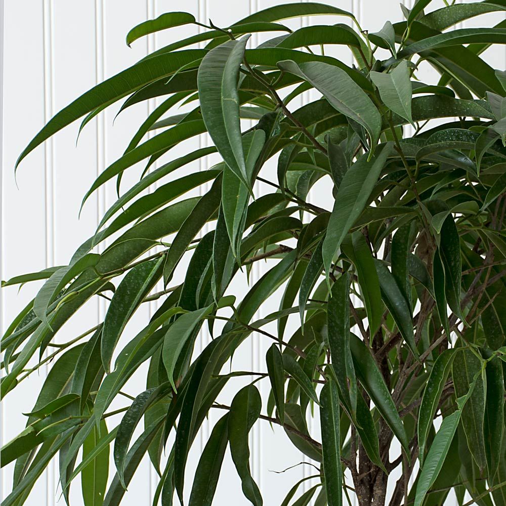Banana-Leaf Fig in ceramic cachepot