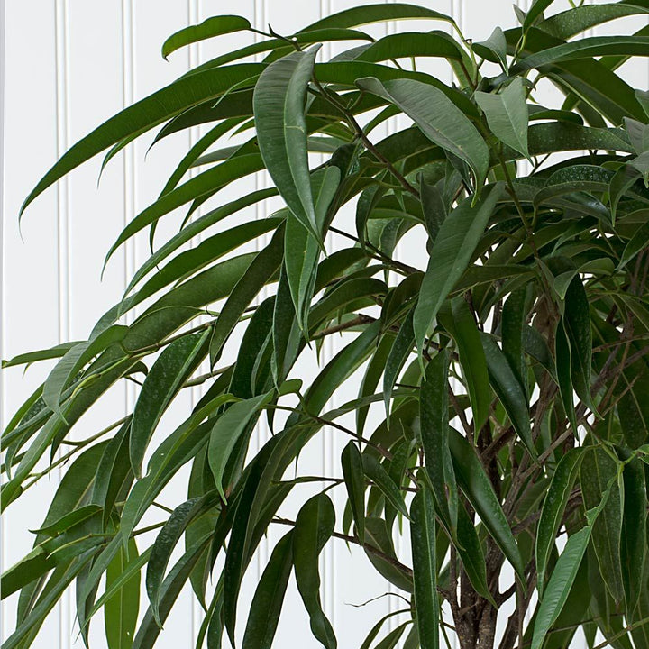 Banana-Leaf Fig in Water Hyacinth basket