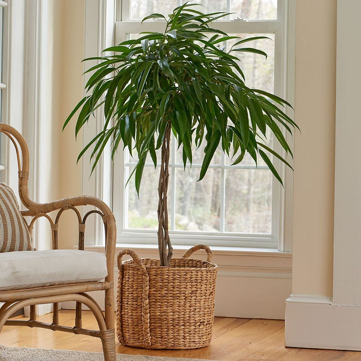Banana-Leaf Fig in Water Hyacinth basket