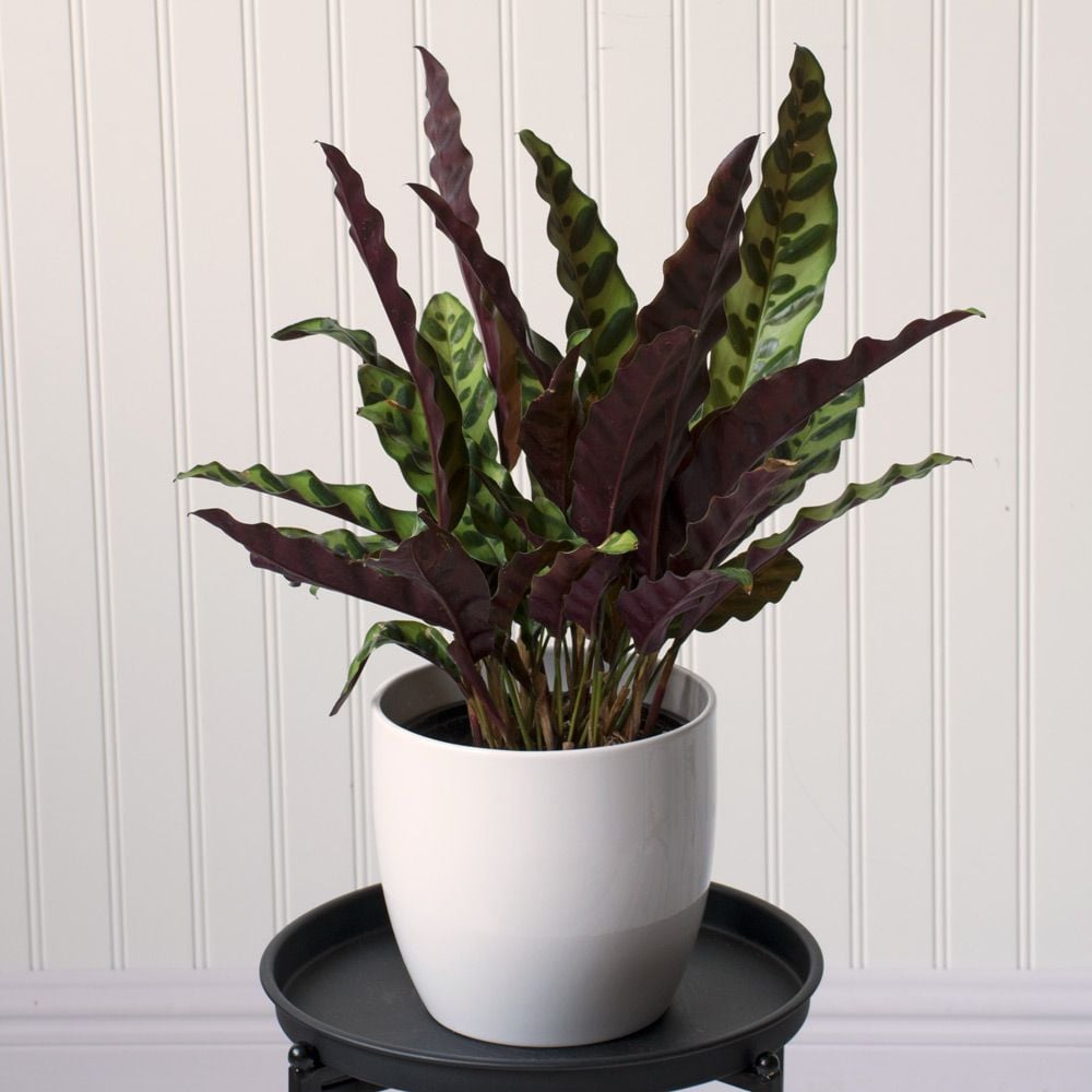 Rattlesnake Plant in white ceramic cachepot