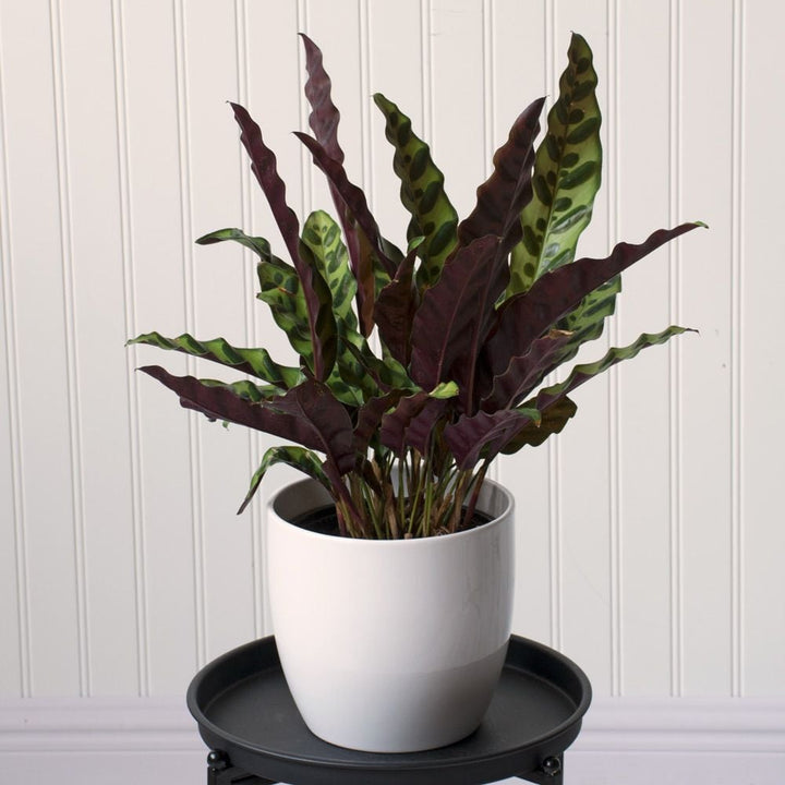 Rattlesnake Plant in white ceramic cachepot