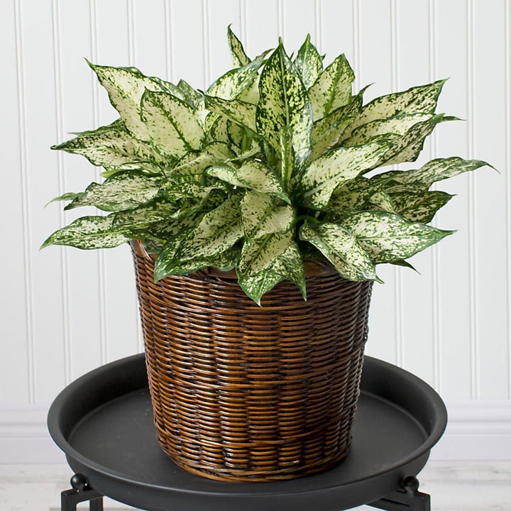 Chinese Evergreen 'Spring Snow' in woven basket