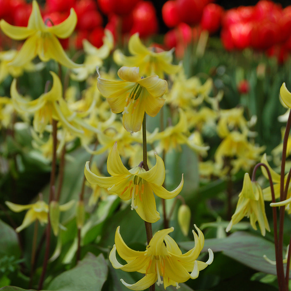 Erythronium 'Pagoda'