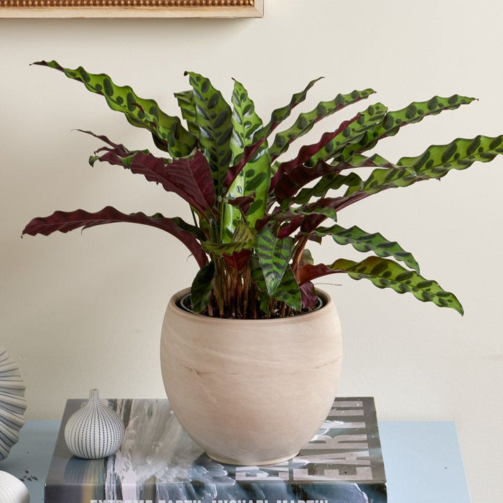 Rattlesnake Plant in cream ceramic cachepot