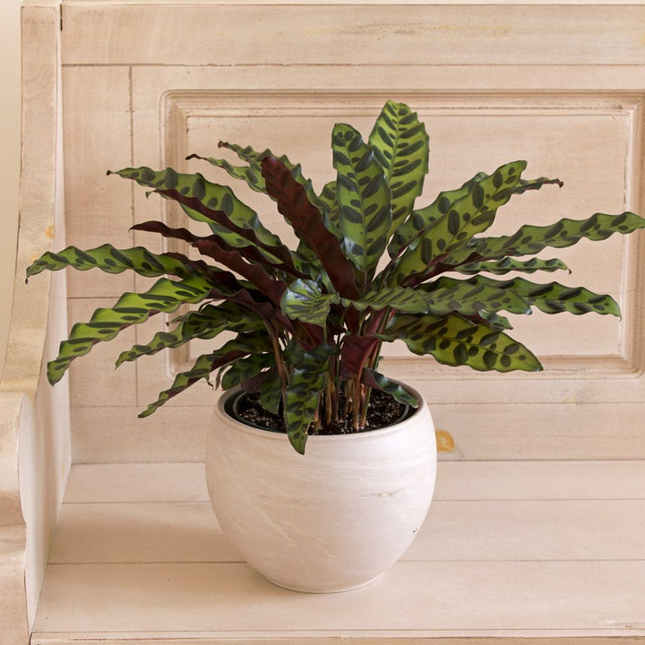 Rattlesnake Plant in cream ceramic cachepot
