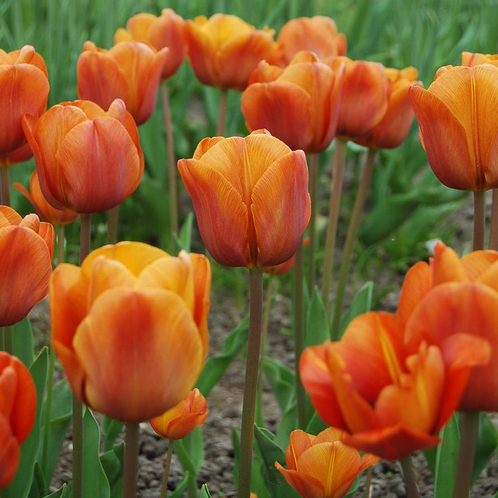 Tulip 'Cairo'