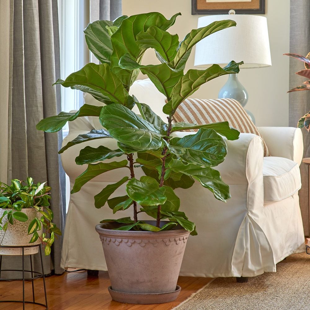 Fiddle-Leaf Fig in Bergs Gray Kobenhavner Pot & Saucer