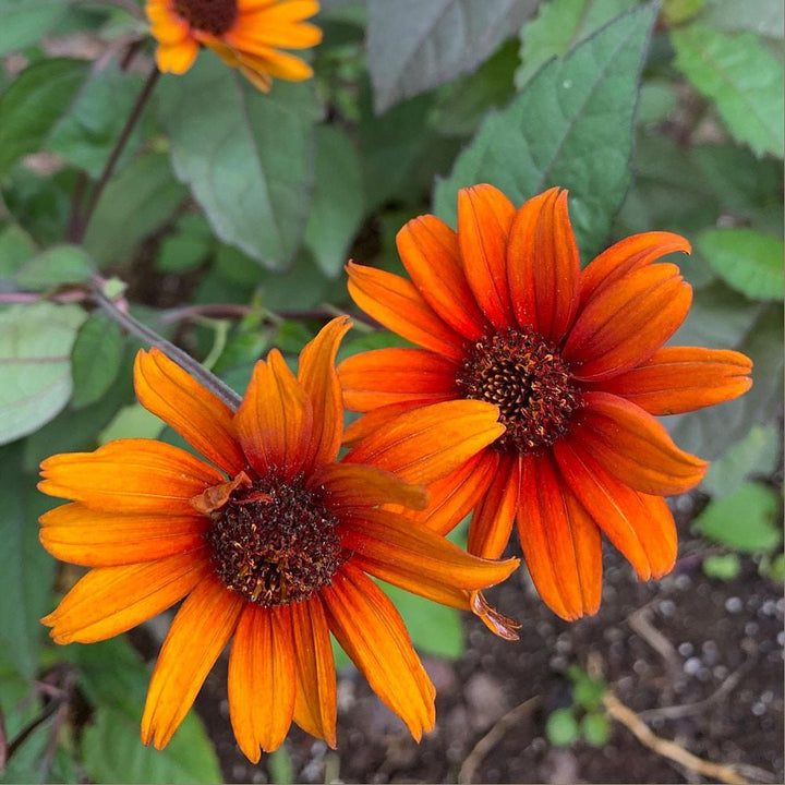 Heliopsis helianthoides var. scabra 'Bleeding Hearts'
