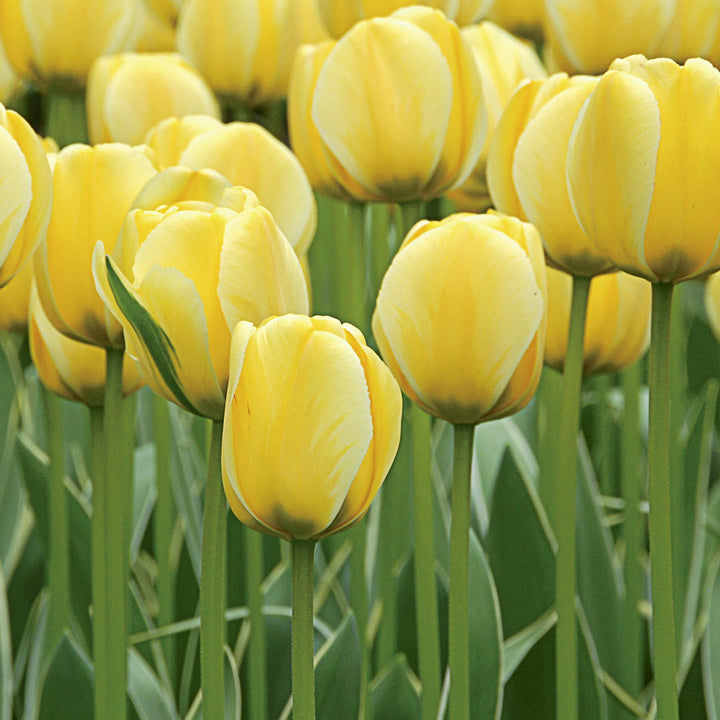 Spring Brights Darwin Hybrid Tulip Mix