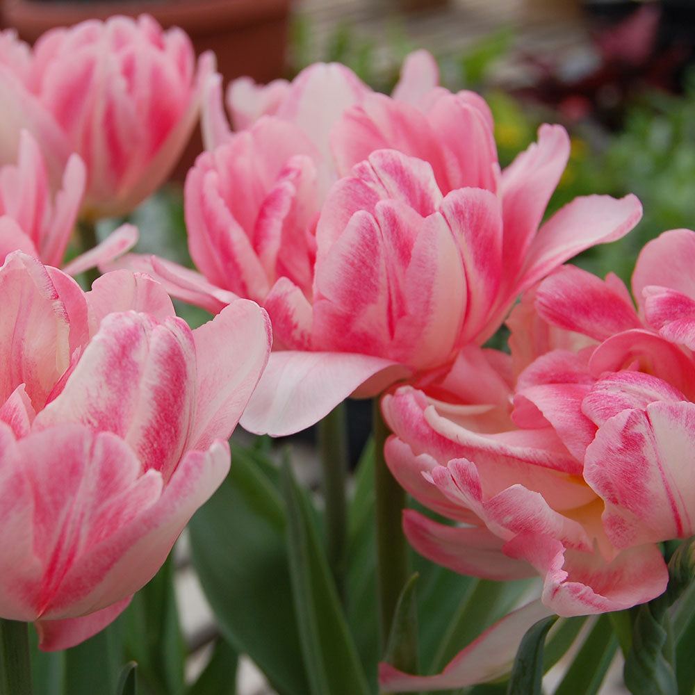 Tulip 'Foxtrot'