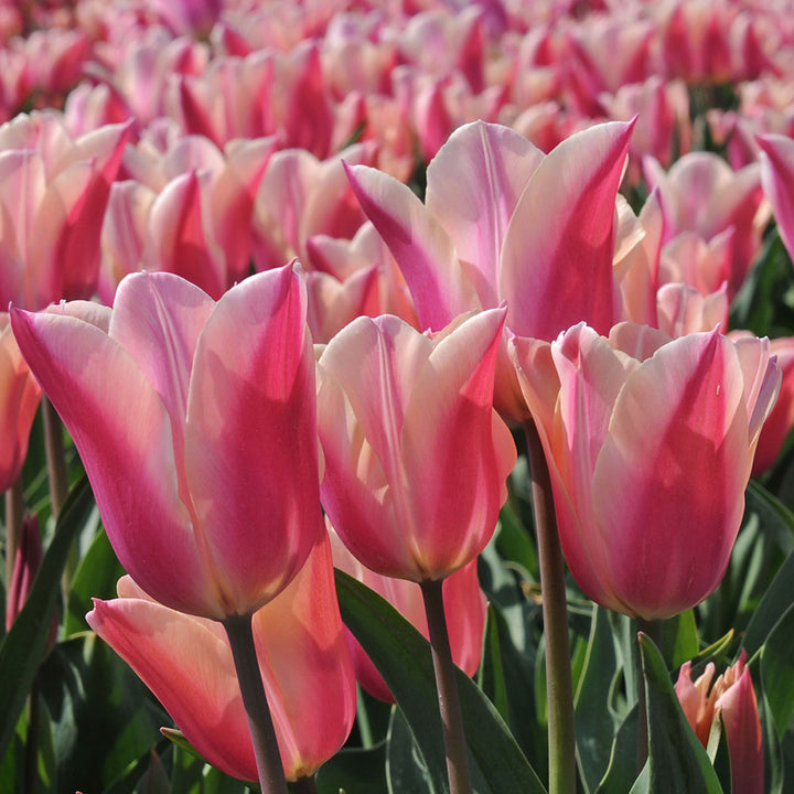 Tulip 'Sanne'