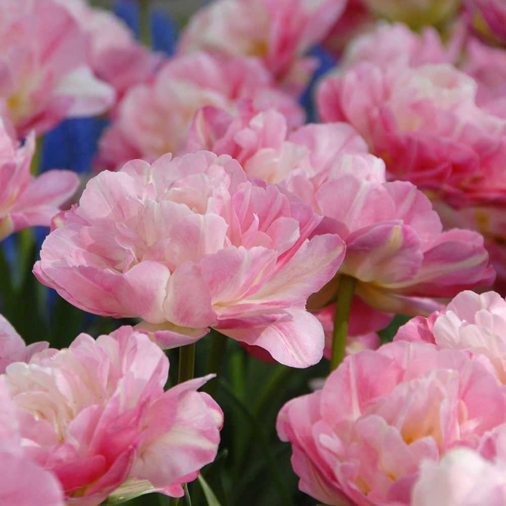 Tulip 'Double Sugar'