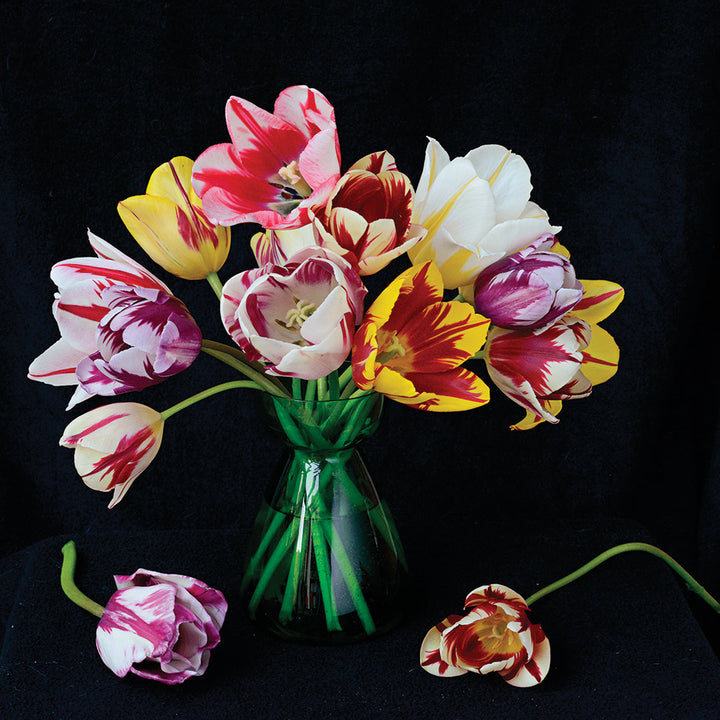 Rembrandt Tulip Mix