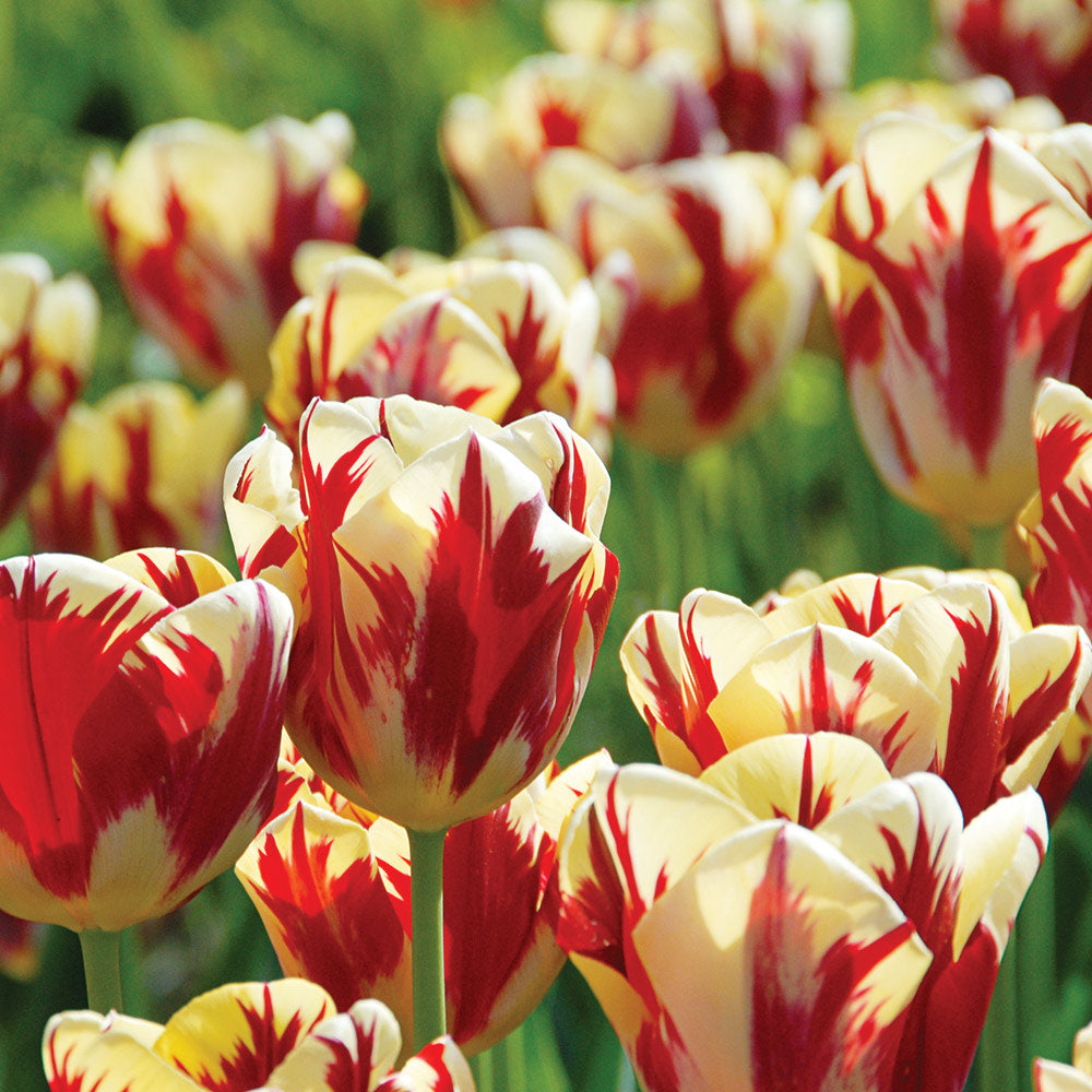Stretch Tulip Mix
