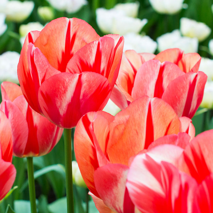 Tulip 'Spryng Break'
