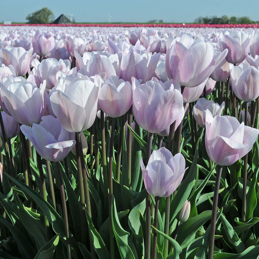 Tulip 'Silver Cloud'
