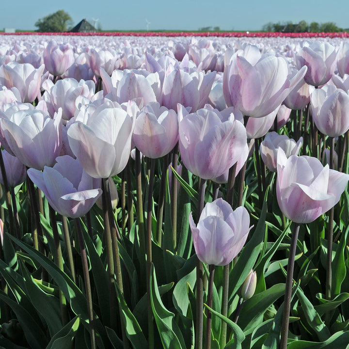 Tulip 'Silver Cloud'