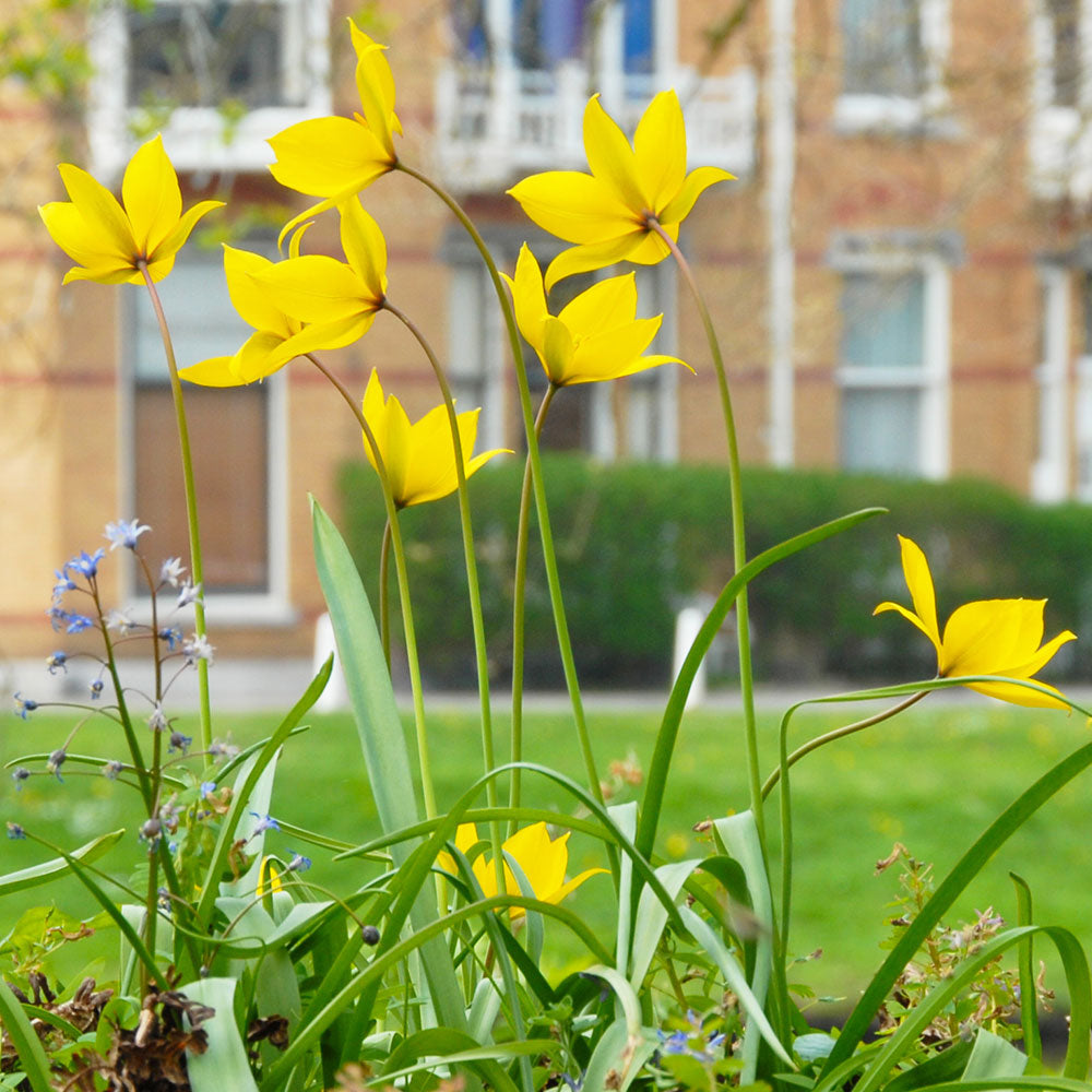 Tulip sylvestris