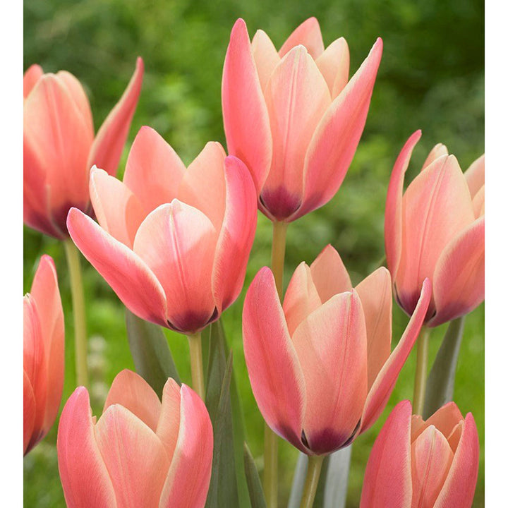 Tulip 'Annika'