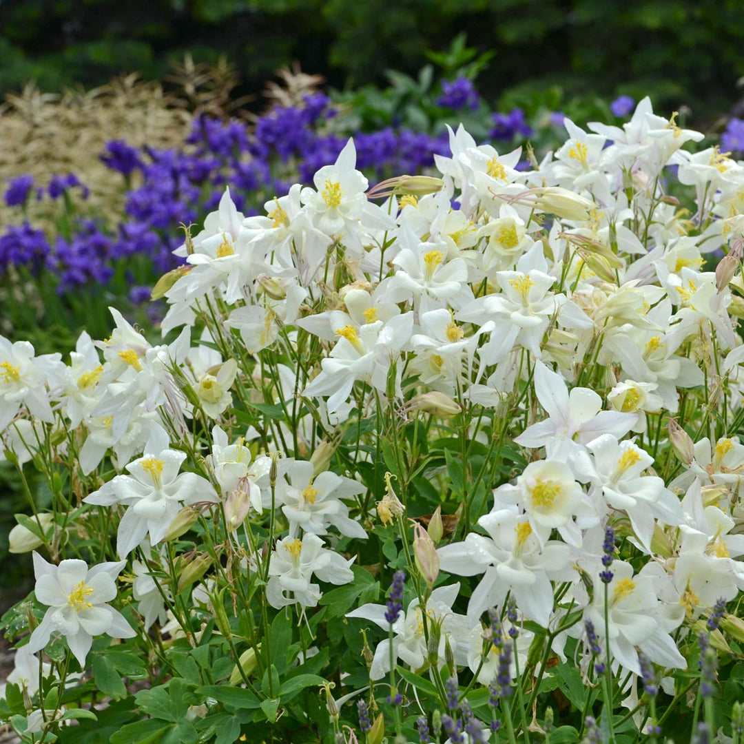 Aquilegia 'Dove'