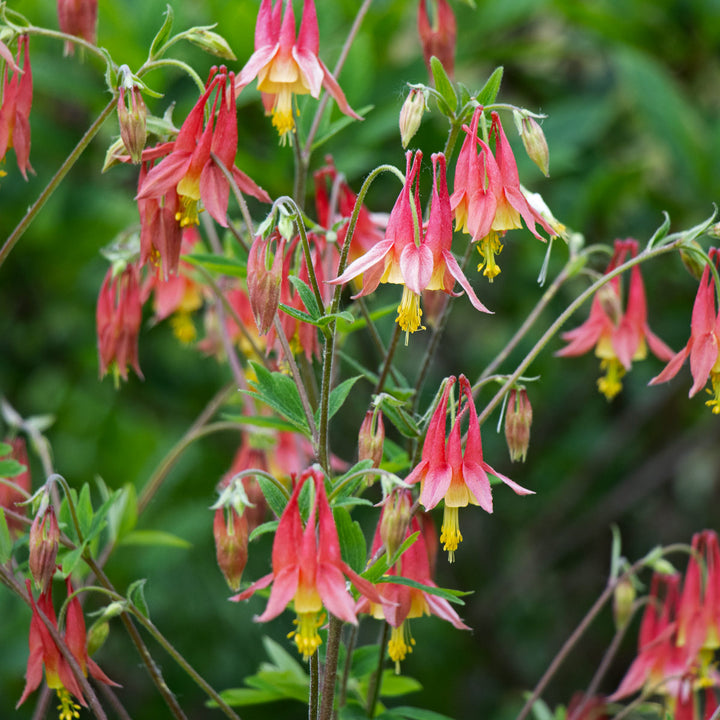 Aquilegia canadensis, tray of 32 plugs