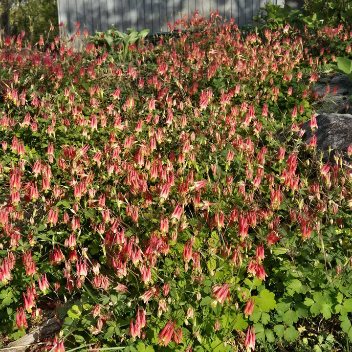 Aquilegia canadensis, tray of 32 plugs