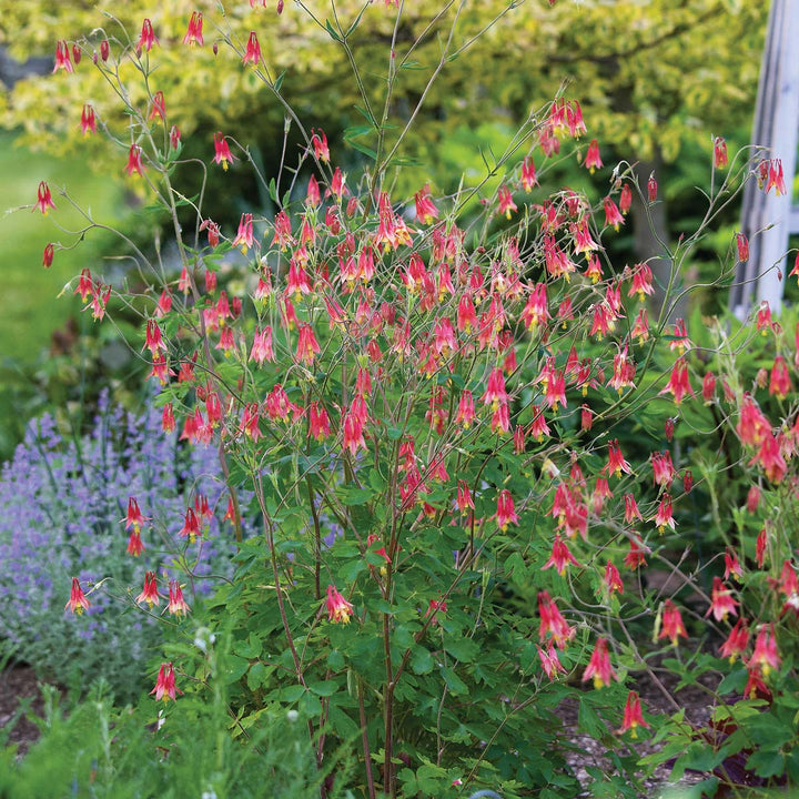 Aquilegia canadensis
