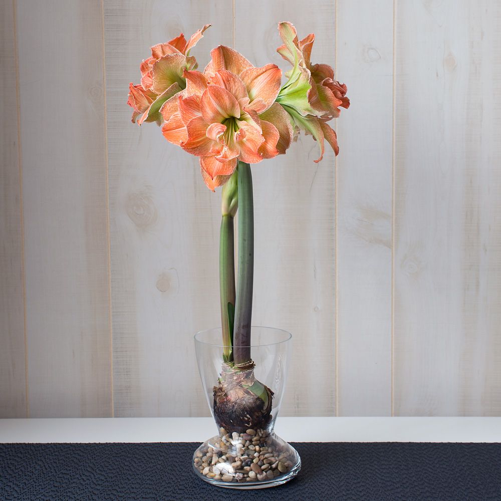 Amaryllis 'Exotic Nymph,' one bulb with Dutch hurricane vase kit