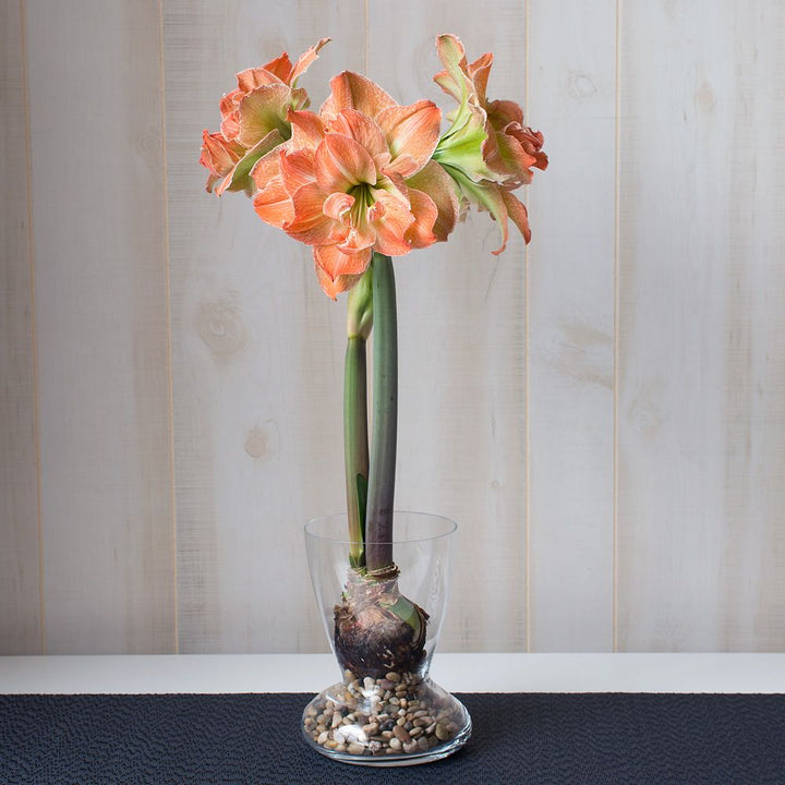 Amaryllis 'Exotic Nymph,' one bulb with Dutch hurricane vase kit