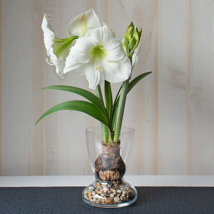 Amaryllis 'Moscow,' one bulb with Dutch hurricane vase kit