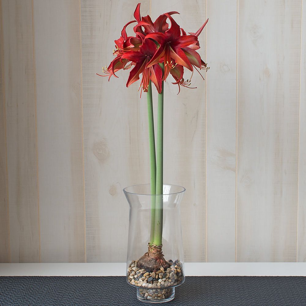 Amaryllis 'Bogota,' one bulb with tapered hurricane vase kit